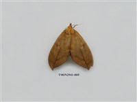 藏品(夜蛾283)的圖片